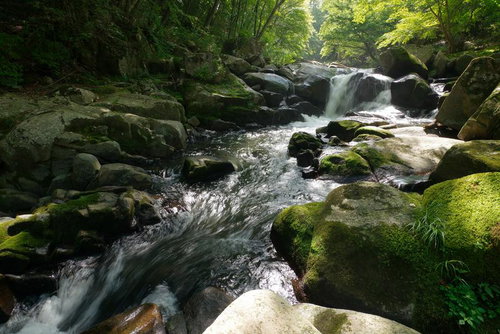 山鶏滝の渓流沿いに映る新緑と木漏れ日、苔むした岩と清流