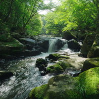 苔むした岩と流れ落ちる水、新緑に包まれた山鶏滝の渓流の写真