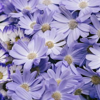 紫色と白色のデイジーが満開に咲き誇る花畑の写真