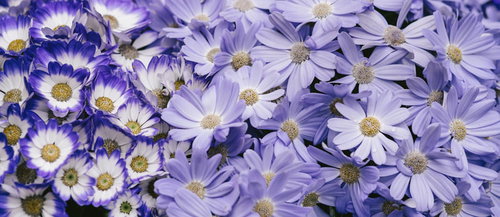 紫色と白色のデイジーが満開に咲き誇る花畑