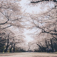 日本大学工学部の桜並木が満開の春爛漫、郡山の季節の風景の写真