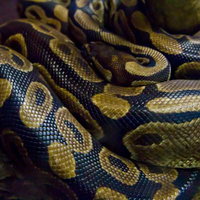 とぐろを巻いてこちらを見るボールニシキヘビの写真