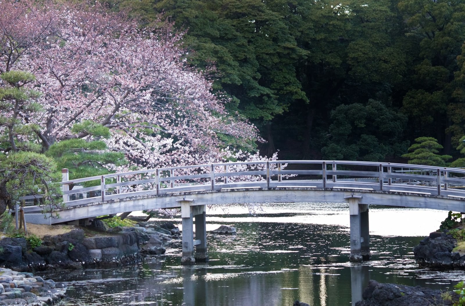 ビルを背景にした浜離宮の桜