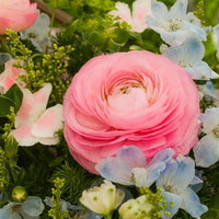 ピンクや紫の花が集まるラナンキュラスのアレンジメントの写真