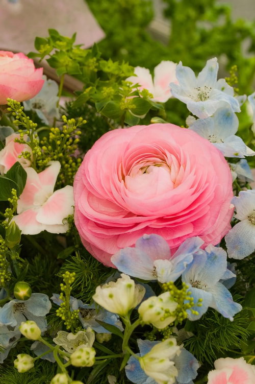 ピンクや紫の花が集まるラナンキュラスのアレンジメント