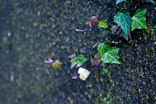 湿った場所で岩や地面を這う緑の蔓