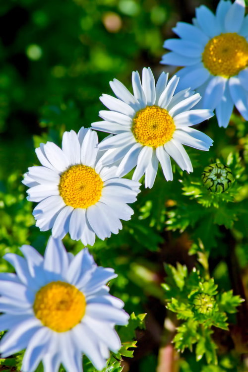 白い花びらと黄色い中心が並ぶノースポールの花