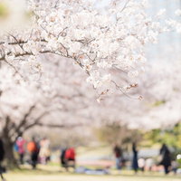 桜並木の下でお花見を楽しむ人々の写真