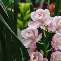 緑の葉に囲まれたピンク色のコチョウランの花の写真