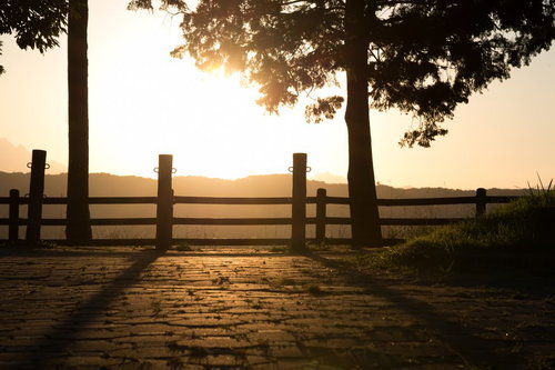 木漏れ日が芝生に落ちる日差しと公園の風景
