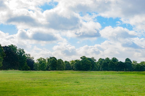 広い芝生と大きな木が並ぶロンドンのハイドパーク