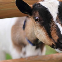 木の柵の隙間から首を出してこちらを見るヤギの写真