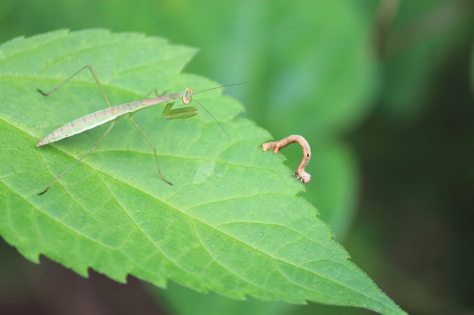 尺取虫を狙うカマキリ
