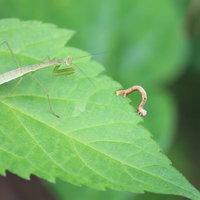 緑の葉の上で尺取虫に狙いを定めたカマキリの写真