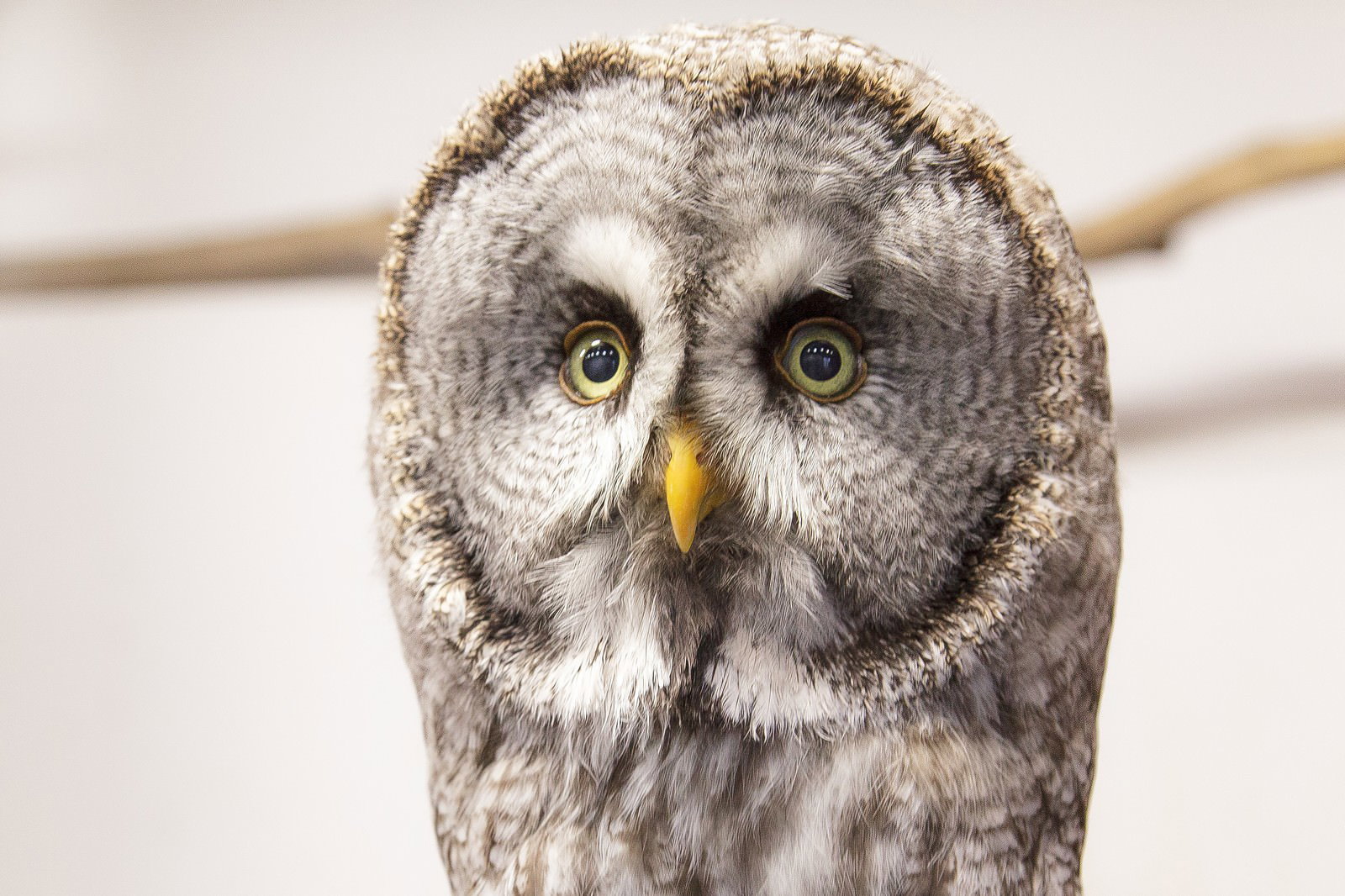 正面を凝視するカラフトフクロウの顔