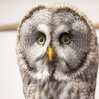 凝視するカラフトフクロウの写真