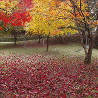 赤や黄色に染まった公園の紅葉と落ち葉の写真