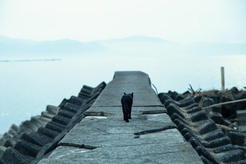 桟橋を歩く黒猫と曇り空の湖