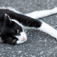 「何見てんだ？」という表情で睨み付ける猫の写真