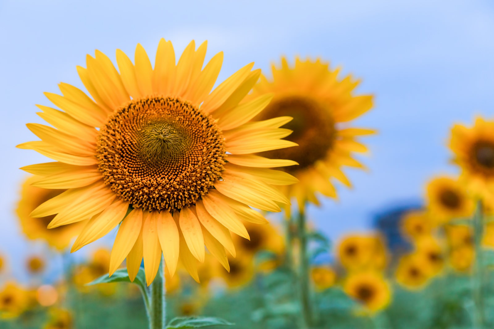 空に向かって咲くひまわりの花