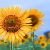空に向かって咲くひまわりの花の写真