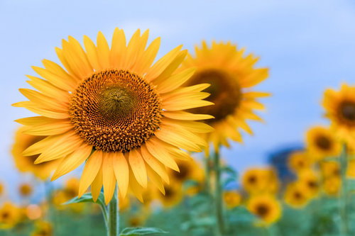 晴れた空の下で茶色い種の中心が見えるひまわりの接写