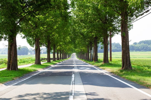 メタセコイアの並木道と田園風景