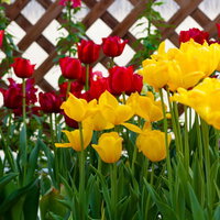 赤と黄色の花が交互に並ぶチューリップの花壇の写真