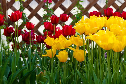 赤と黄色の花が交互に並ぶチューリップの花壇