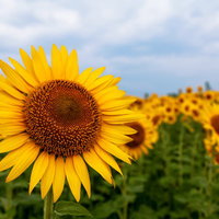 ひまわり畑で正面を向いて咲く大輪の向日葵の写真