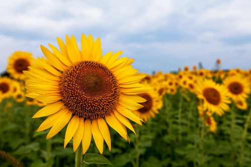 ひまわり畑で正面を向いて咲く大輪の向日葵