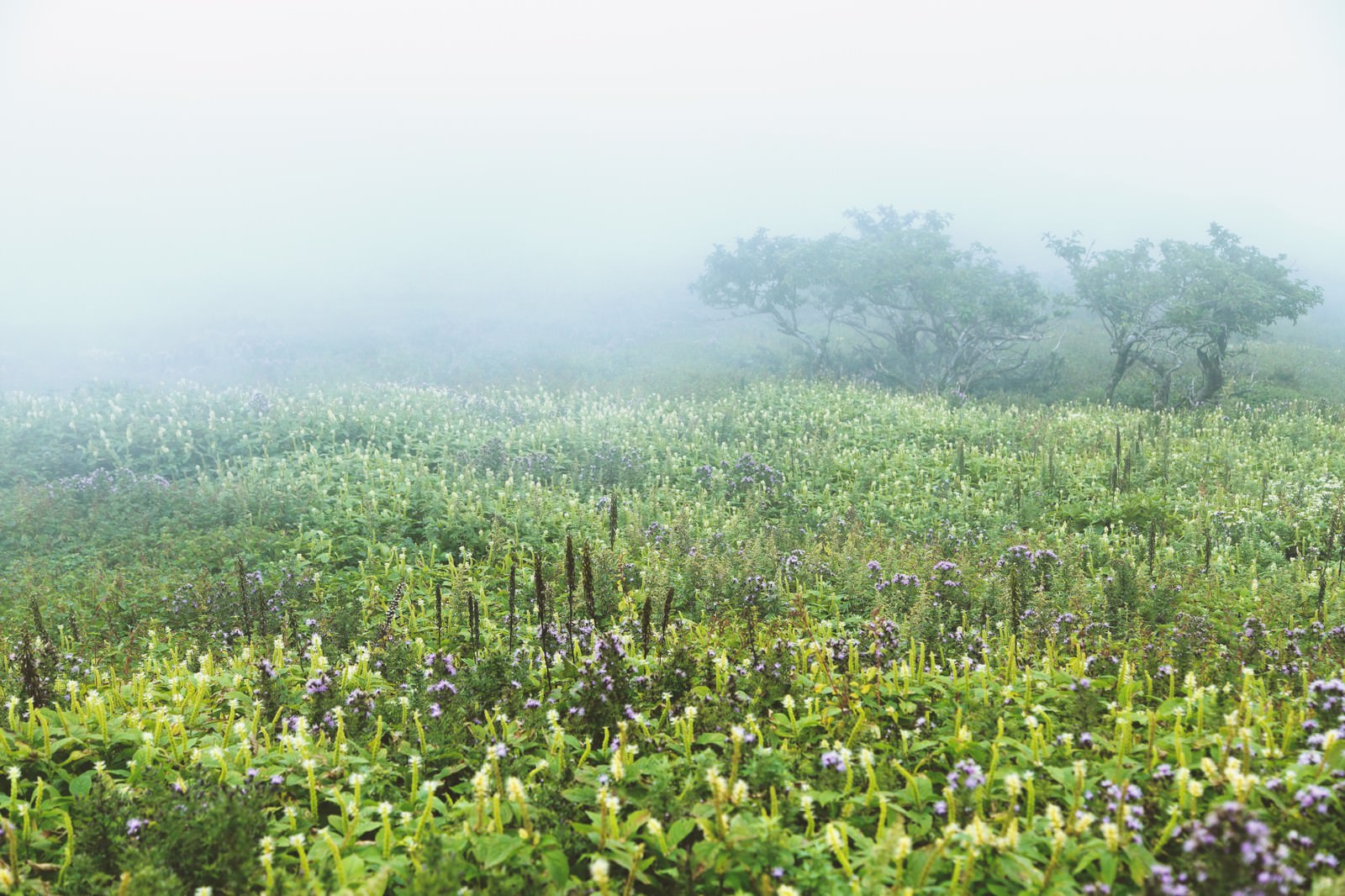 霧の中に広がる紫と白の草花が咲く伊吹山の群生地