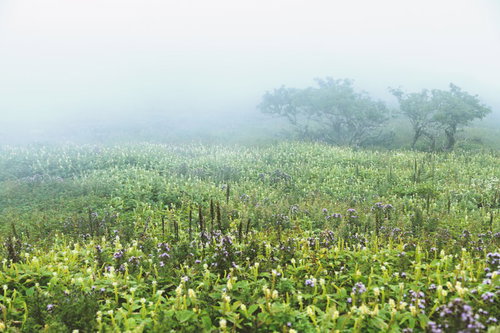 霧に包まれた伊吹山の野原と紫色の小花
