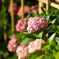 庭先に咲くピンク色のアジサイの写真