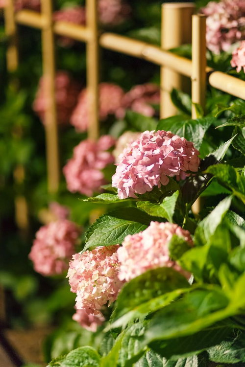 庭先に咲くピンク色のアジサイ