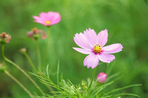 緑を背景に咲く淡いピンクのコスモス