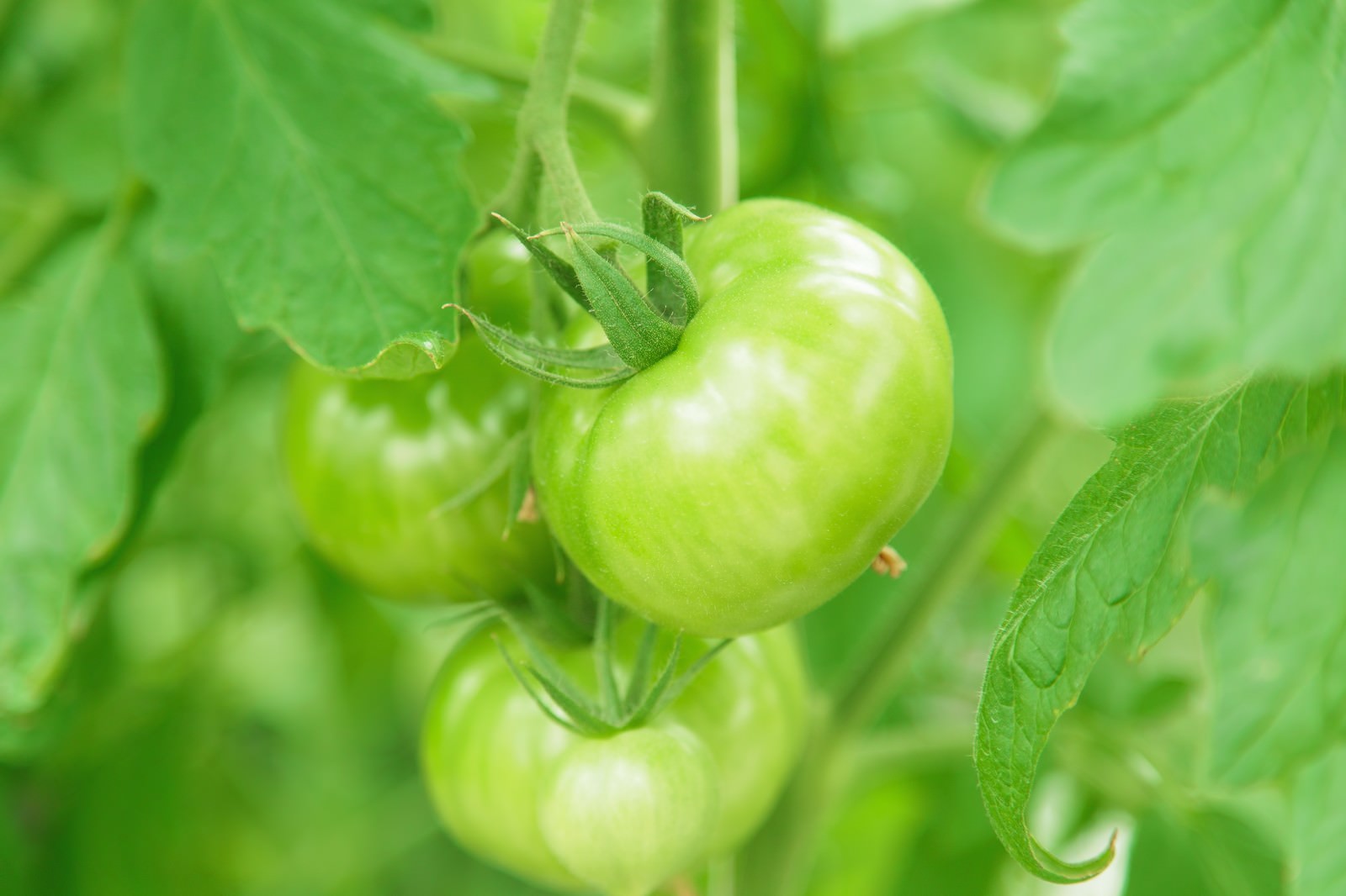 緑色の未熟なトマトが2個茎に付いて自然光を受けている