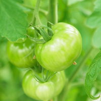 茎に付いた緑色の未熟なトマトの写真