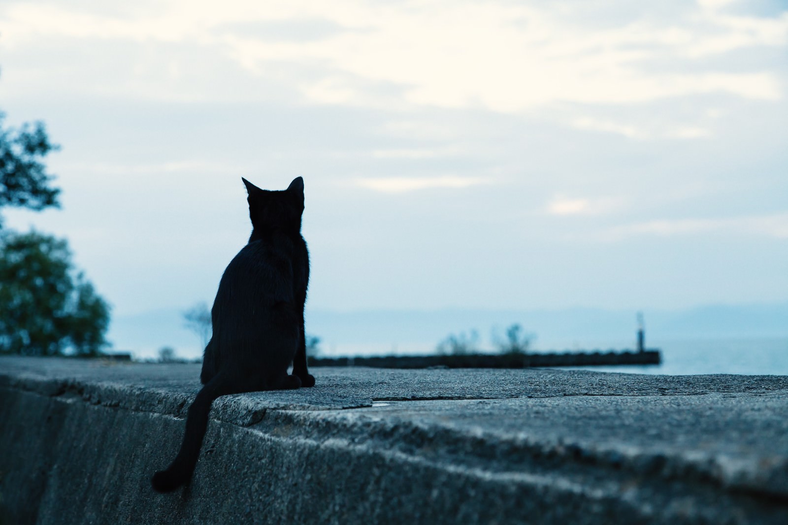 埠頭の防波堤で海を見つめる黒猫