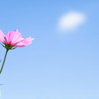 青空と太陽を背景に咲くピンクのコスモスの写真