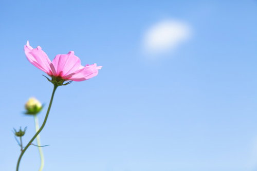 青空と太陽を背景に咲くピンクのコスモス