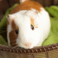 籠の中の白と茶色のモルモットの写真