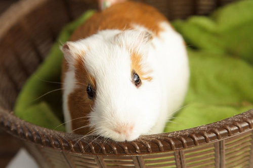 籠の中の白と茶色のモルモット