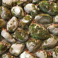 苔が付いた石壁のテクスチャ。古い石材の質感と自然が調和した壁面の写真