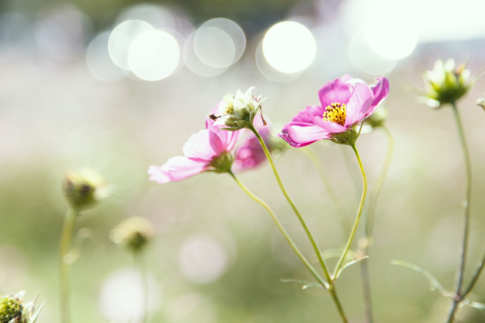 ピンク色のコスモスの花が茎を揺らし、背景にぼけた光が散らばっている