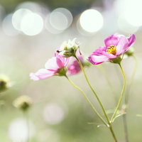 丸ぼけの光を背景に咲くピンクのコスモス3輪の写真