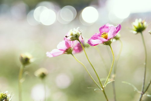 丸ぼけの光を背景に咲くピンクのコスモス3輪
