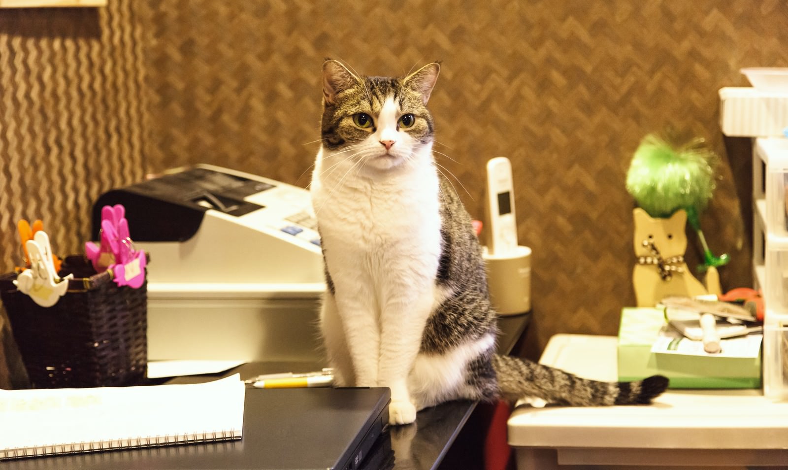 レジカウンターで店番するキジシロ猫