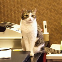 お店のレジカウンターで店番する猫の写真