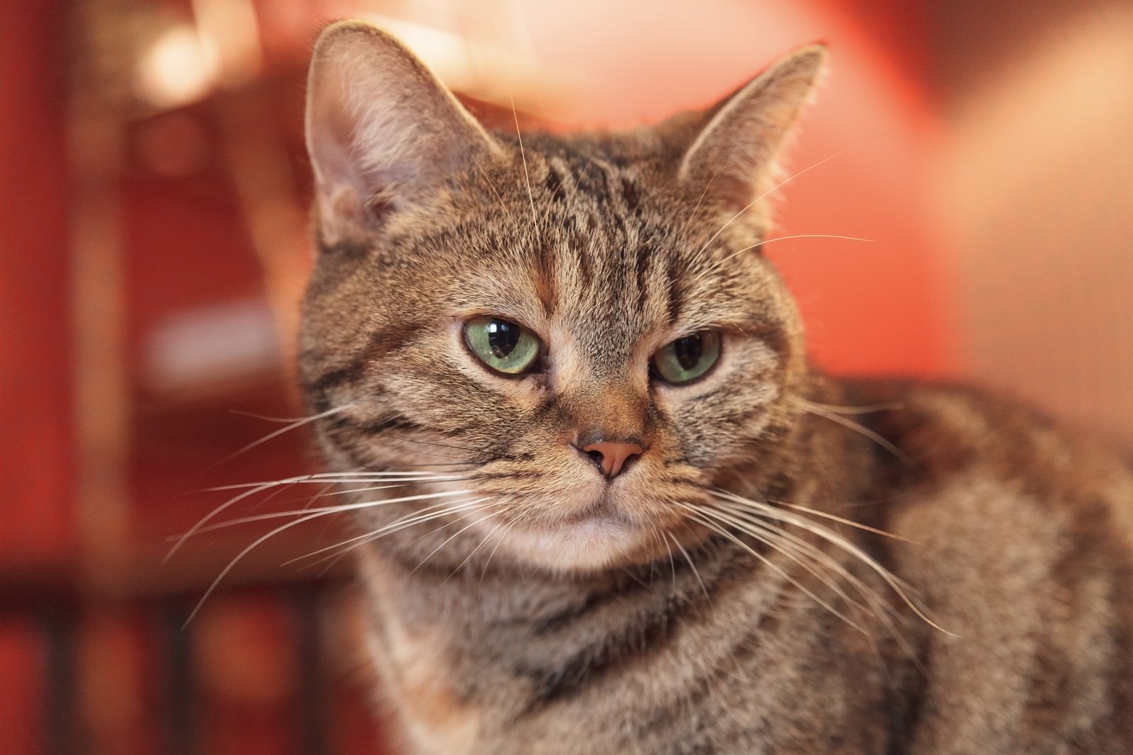 正面を向くキジトラ猫の顔のアップ